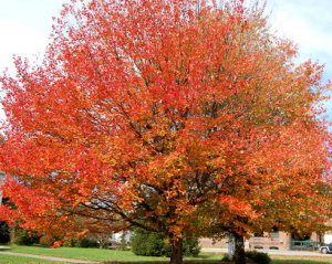 Red Maple Tree.